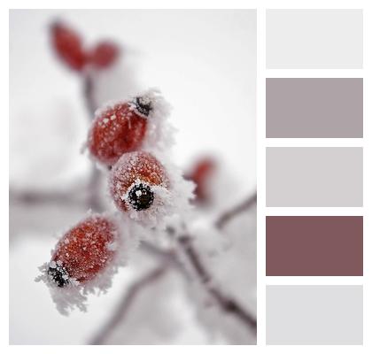 Fruit Wild Rose Frost Image
